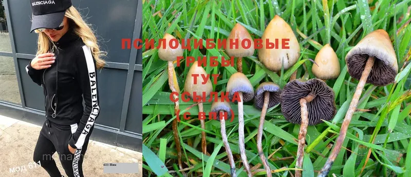 Псилоцибиновые грибы Psilocybe  цена   Макушино 